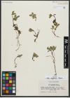 Foto von Salix anglorum Cham.